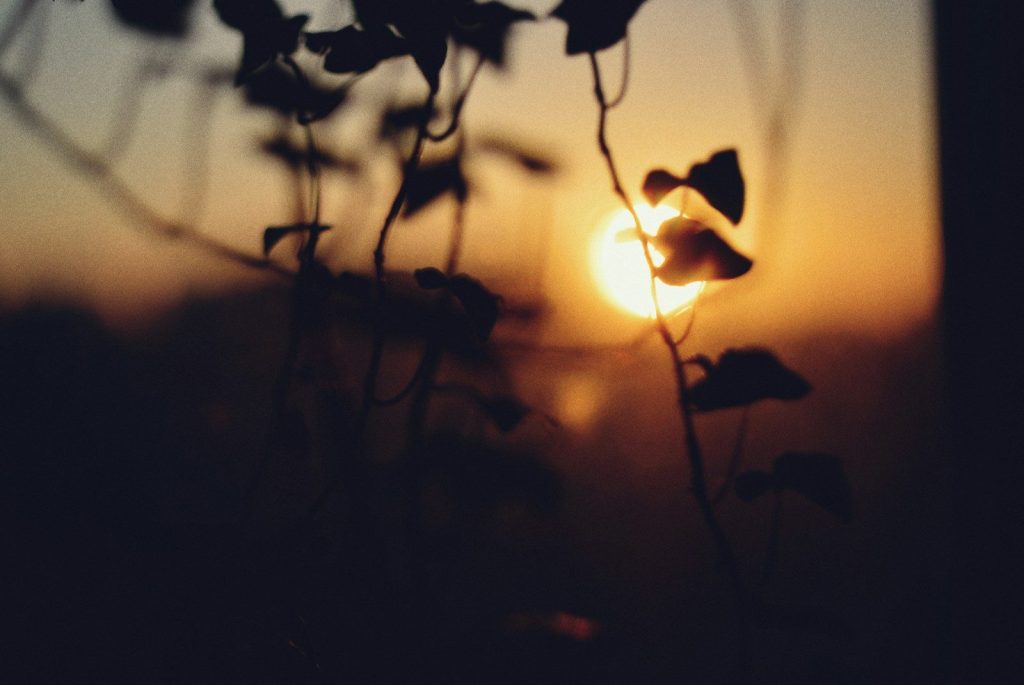 Silhouette of leaves against a warm sunset